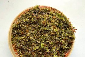 如何有效抑制苔藓繁殖（探索苔藓繁殖的秘密与抑制方法）
