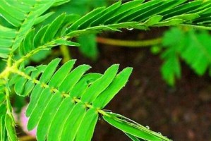 含羞草的芳香之谜（探究含羞草是否有香味及其芳香成分）
