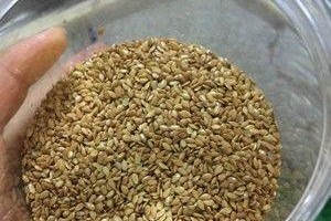 洋葱种子的来源及获得方法（从生长到收获，了解洋葱种子的全过程）