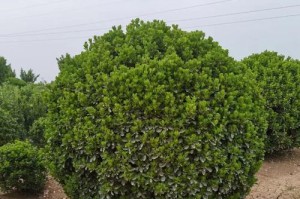 家居风水必备——种植冬青树（提升家居风水，丰富生活情趣）