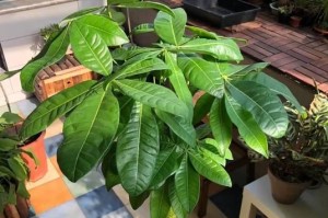 秋葵喜阳还是喜阴？（探讨秋葵生长环境的合理选择）