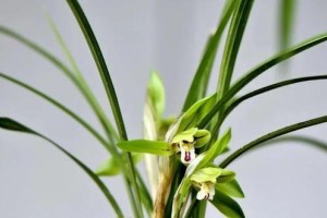 兰花种植指南——最佳时间和方法（兰花种植时间、适宜环境和技巧）