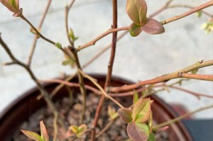兰梅叶子黄了怎么办？保持兰梅健康的关键是什么？（探究兰梅叶子黄的原因及解决方法）