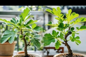 无花果果实管理的技巧与方法（掌握关键时期，打造丰硕收获）