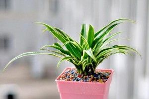 火龙果的喜阳光与喜阴特性（探究火龙果生长与环境的关系）