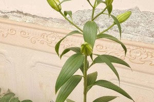 秋天百合的浇水技巧（了解百合的生长特点，正确浇水助其茁壮成长）