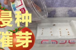 菠菜催芽的绝招（浸种催芽，快速让菠菜破土而出）