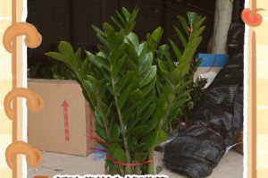 金钱树叶子发黄的原因及应对措施（金钱树叶子发黄的症状、原因分析及正确护理方法）