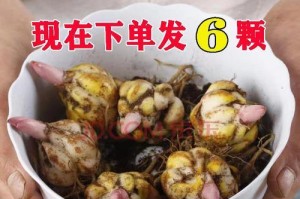 百合花土配制方法（打造营养丰富的花盆土，让百合花娇艳绽放）