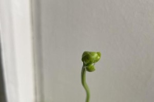 捕蝇草幼苗的生长过程（形态特征及关键生长环节）