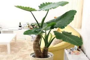 海芋种植全攻略（教你如何轻松养出美丽的海芋花）