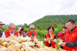 豌豆套种的优选作物及技术指南（套种什么作物？如何实现优质高产？）