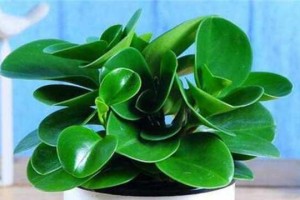 碧玉的喜好——阳光（探究碧玉喜欢阳光的原因）