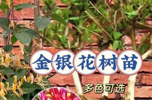 金银花的种植季节（春季和秋季是最佳种植时间，）