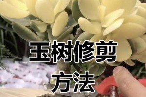 玉树五年修剪的技巧与方法（打造美丽健康的玉树，让花园更有魅力）