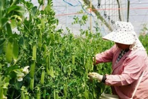 北方豌豆播种的最佳时间（春季播种，秋季收获，）