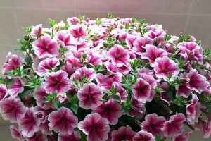 怎么样种植矮牵牛花（矮牵牛花种植技巧及注意事项）