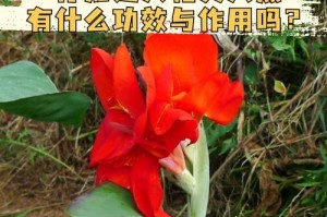 美人蕉开花后的修剪技巧（教你轻松掌握美人蕉修剪，让它始终保持健康与美丽）