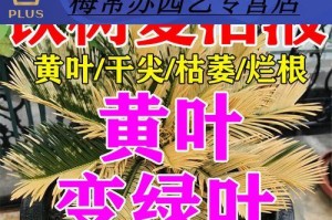 如何处理苏铁枯黄情况（针对苏铁枯黄问题的有效解决方法）