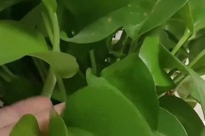 绿萝太密了分盆怎么分？（学会正确分盆，让绿萝健康茁壮）