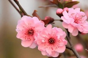 梅花的花语及象征寓意（探究梅花的文化内涵与美学价值）