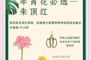 如何正确浇水以促进朱顶红的生长？（掌握浇水技巧，让朱顶红健康茁壮成长）
