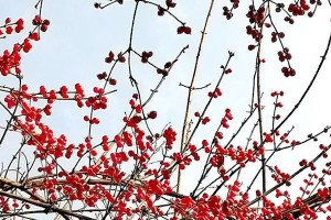 冬天的花园（寻找冬季花园中的闪耀之美）