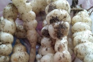 探秘神奇的地环植物（了解地环的分类、特征及生长环境）
