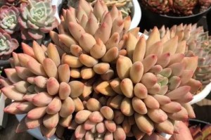 以千代松多肉怎么养（多肉植物爱好者必看！千代松多肉养护全攻略）