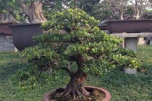 家里可以种罗汉松吗？（罗汉松的种植与养护）