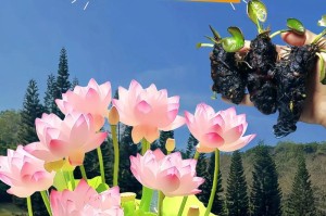 什么季节睡莲开花？月份分别是多少？（探秘睡莲的开花奥秘）