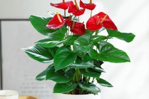 红掌花对人身体有害吗？（探究红掌花的毒性及危害性）