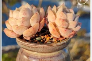 吉娃娃上盆与养护（让你的吉娃娃健康茁壮生长）