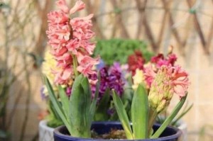 风信子花有毒吗？——揭秘花香中的危险成分（了解风信子花的危害和预防方法，保护你和家人的健康）