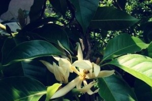 白兰花的花期是什么时候？（探究白兰花的开花时间和生长特点）