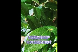 茶花叶不绿的原因及解决方法（为什么茶花叶不绿？如何使茶花叶恢复绿色？）