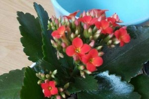 长寿花过于密集的应对方法（打造宽敞的长寿花庭院）