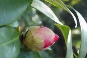 茶花花骨朵的奥秘（揭秘茶花花骨朵的形态及生长特点）