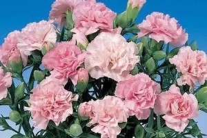 探究花语，解读花意——粉康乃馨的美丽与温柔（探究花语，解读花意——粉康乃馨的美丽与温柔）