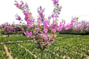 在家门口种樱花树，让春天更美丽（欣赏日本樱花文化，一棵樱花树的重要性）