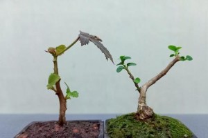 家里种竹叶青，风水大吉利（打造吉祥宅院，让福气满满）