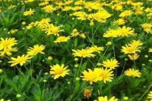 菊花花期详解（菊花开放时间表及养护技巧）
