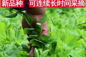 如何选择优质豌豆尖种子？（从品种选择到购买技巧，一网打尽）