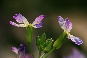 探究萝卜花的颜色（从萝卜花的色彩中寻找生命的奥秘）