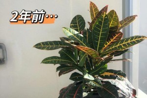 变叶木的浇水技巧（掌握变叶木浇水的频率和方法，让它健康成长）