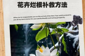 如何处理已经烂根的植物？（教你恢复植物生机，重获健康）