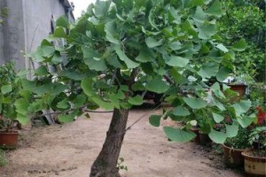 银杏盆栽的种植技巧与注意事项（打造属于自己的小清新盆景）