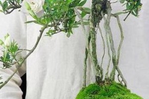 秋天栀子花的修剪与养护（打造秋日花园的瑰丽景观——栀子花修剪的秘密）