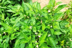 防治朝天椒病毒病，从源头抓起（了解病毒病症状与预防方法，保护产量和质量）