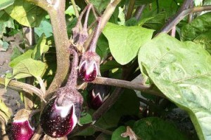 春天种菜攻略（春天适合种什么菜？）
